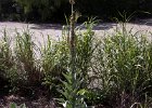 IMG 6661