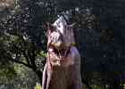 IMG 4976