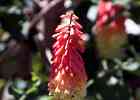IMG 6252