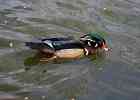 IMG 6178