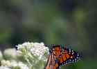 IMG 5738