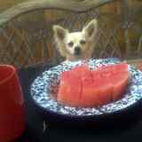 Hope w watermellon