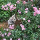 Hope in Flowers
