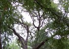 IMG 0062