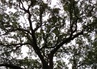 IMG 0066