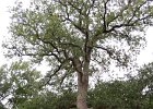 IMG 0075