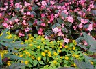 IMG 0429