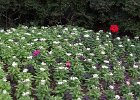 IMG 0479