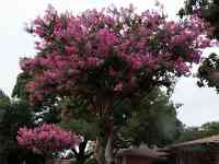 IMG 0919