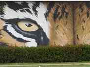 Tiger Eyes1