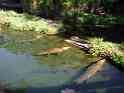 Gators