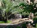 Komodo Dragon