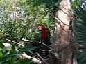 MaCaw
