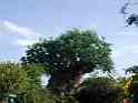 Tree Of Life1