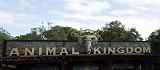 Animal Kingdom