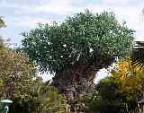 IMG 0428