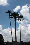 IMG 0822