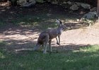 IMG 1474