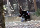 IMG 1522