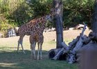 IMG 1532