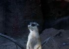 IMG 1535