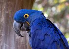 McCaw4
